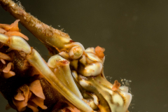 Wire Coral Crab - Xenocarcinus tuberculatus