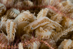 Xenia Shrimp - Alcyonohippolyte commensalis