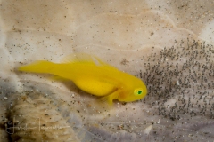 Yellow Goby