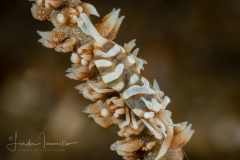 Zanzibar Whip Coral Shrimp - Dasycaris zanzibarica