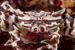 Zebra Urchin Crab - Zebrida adamsii