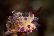 Janolus flavoanulatus Janolus flavoanulatus