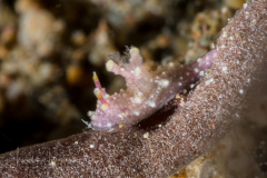 Aegires sp. 7 in NSSI