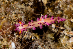 Aegires villosus