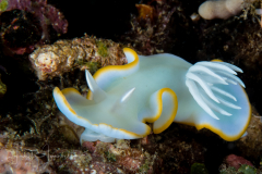 Ardeadoris egretta