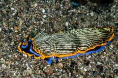 Armina occulta