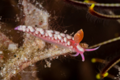 Babakina indopacifica