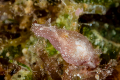 Bulla species