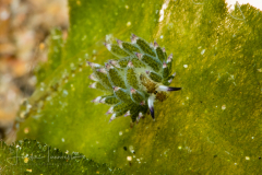 Costasiella kuroshimae
