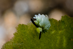 Costasiella usagi