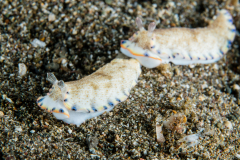Dermatobranchus caeruleomaculatus