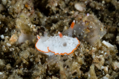 Diaphorodoris mitsuii