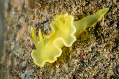 Diversidoris crocea