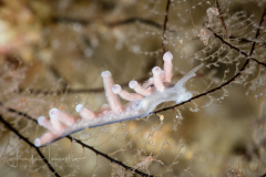 Eubranchus sp.
