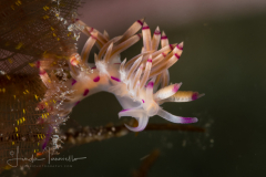 Flabellina rubrolineata