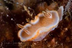 Glossodoris rufomarginata