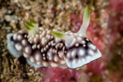 Goniobranchus geometricus