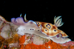 Goniobranchus leopardus