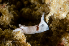 Goniodoridella sp. 8 in NSSI