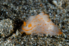 Gymnodoris sp. 17 in NSSI