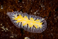 Halgerda elegans