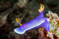 Hypselodoris apolegma