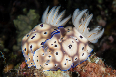 Hypselodoris tryoni