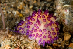Janolus flavoanulatus
