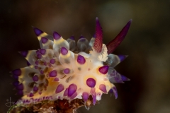 Janolus flavoanulatus