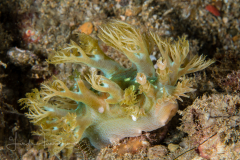 Marionia arborescens