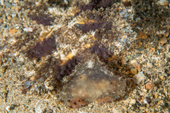 Melibe viridis
