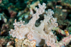 Miamara alleni