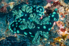 Nembrotha cristata