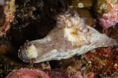 Nembrotha mullineri