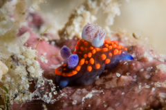 Nembrotha sp. 1 in NSSI