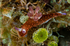 Nembrotha sp. 1 in NSSI