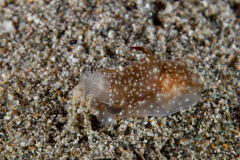 Philinopsis ctenophoraphaga