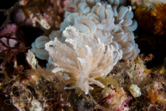 Phyllodesmium crypticum
