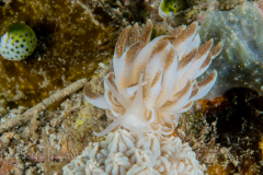 Phyllodesmium jakobsenae