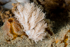 Phyllodesmium pinnatum