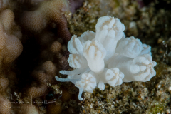 Phyllodesmium rudmani