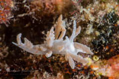 Phyllodesmium tuberculatum