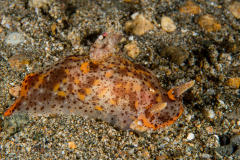 Plocamopherus tilesii