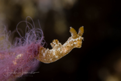 Polycera sp. 3 in NSSI