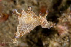 Sea Hare - Aplysia nigrocincta