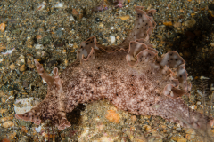 Sea Hare - Aplysia pulmonica