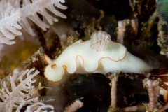 Thorunna furtiva