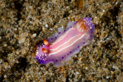 Thorunna sp. 4