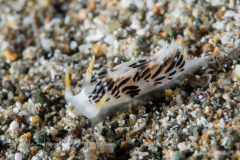 Unknown Nudibranch