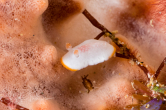 Unknown Nudibranch